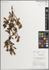 Foto von Salix mielichhoferi Saut. x Salix retusa L.